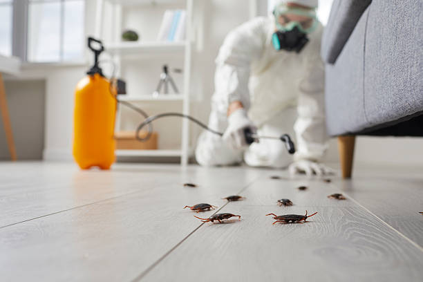 Affordable Termite Control solutions in Burney, CA